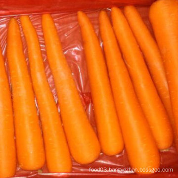 New Harvest of Good Quality of Fresh Carrot